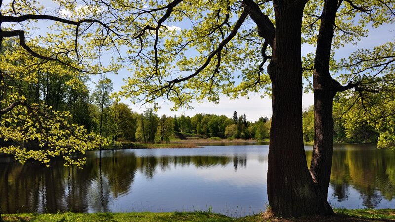 Trees by a calm lake