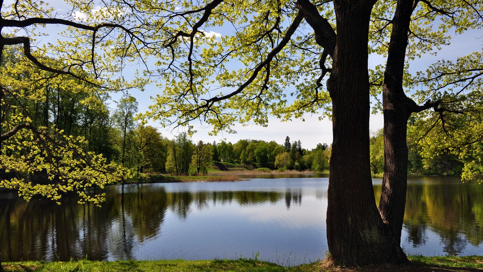 Trees by a calm lake