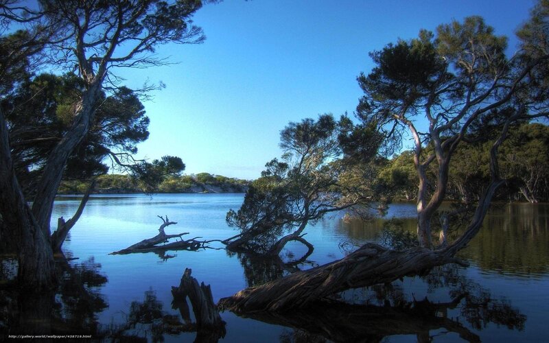 Trees by a calm lake