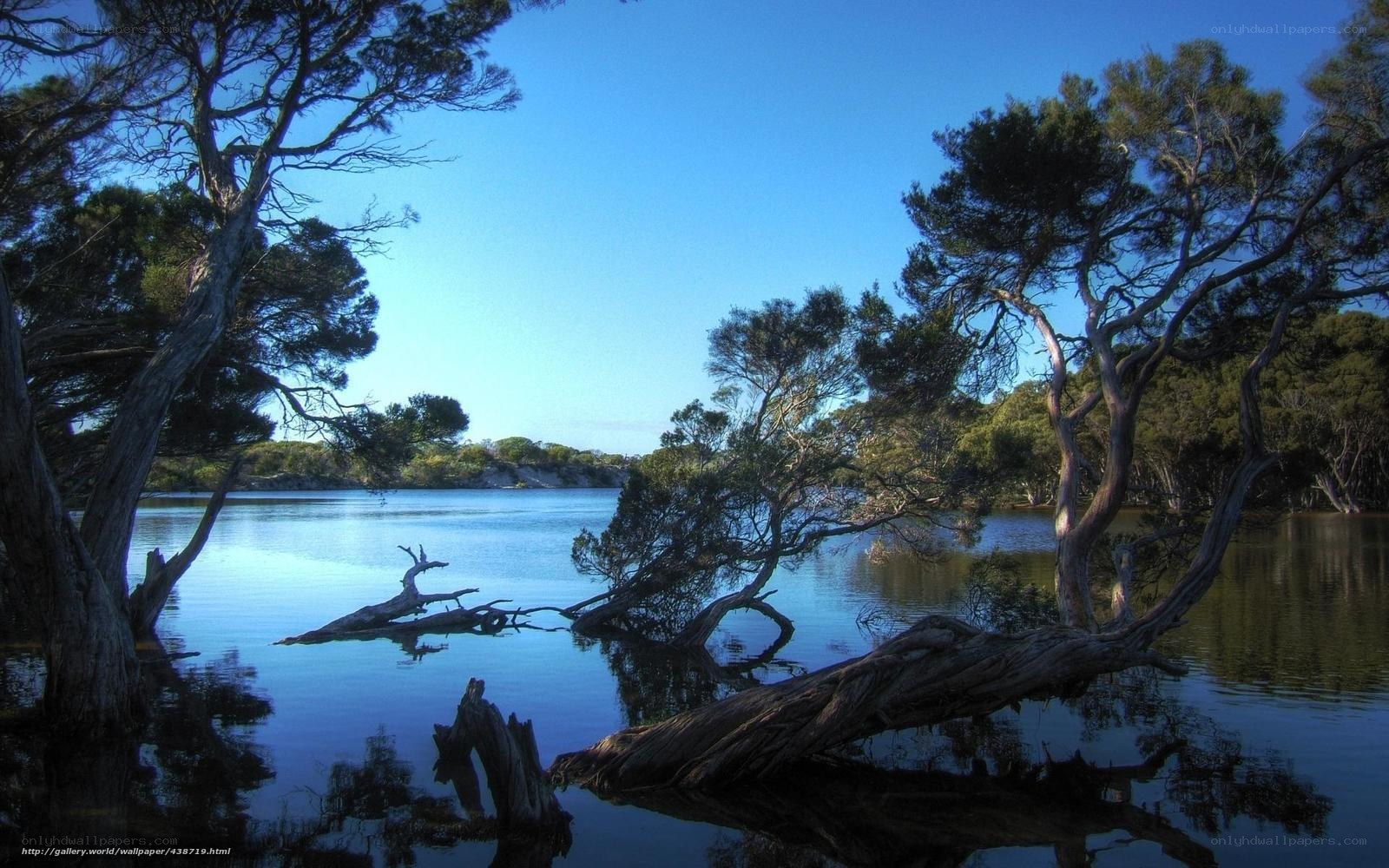 Trees by a calm lake