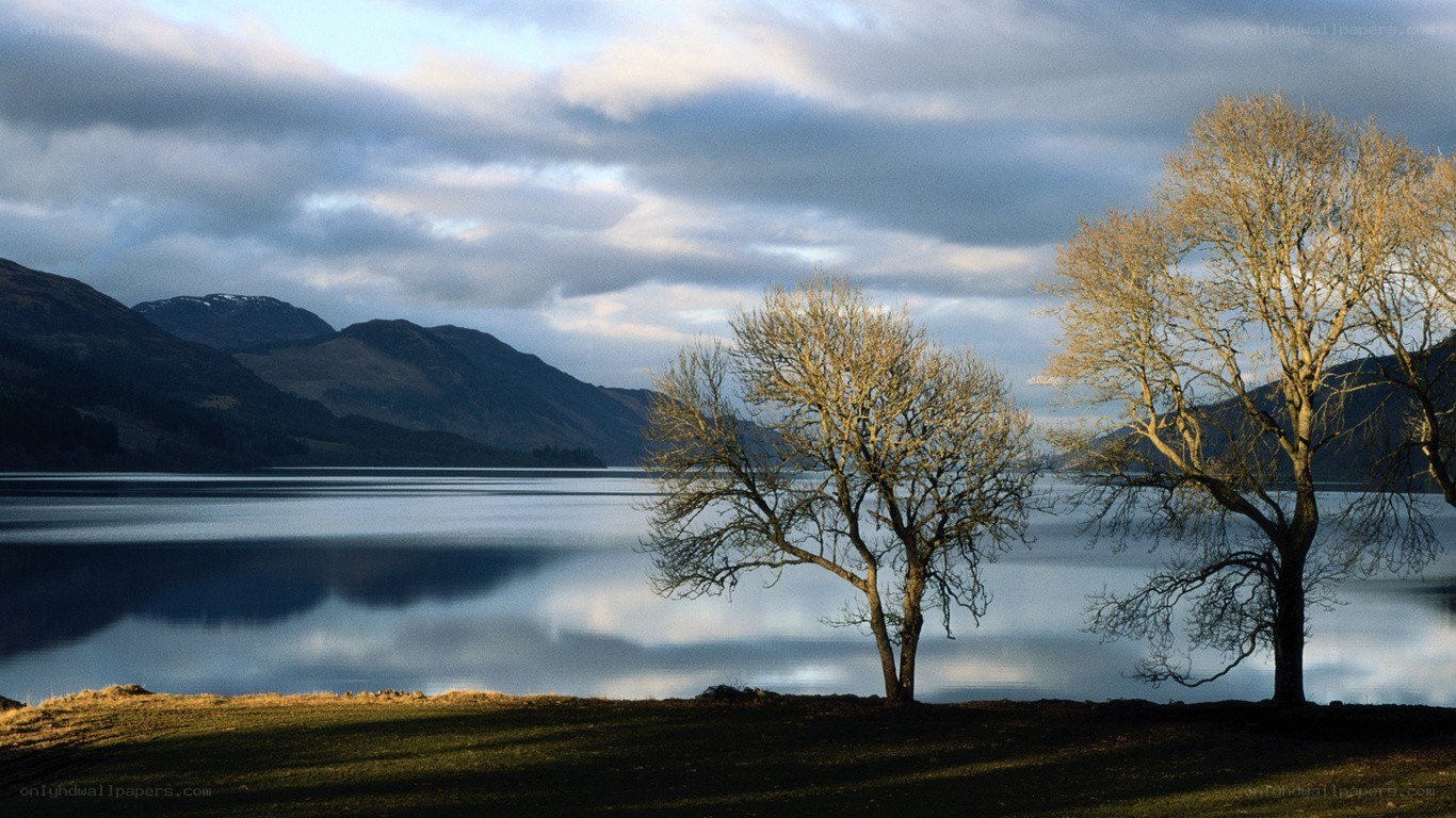 Trees by a lake at dusk