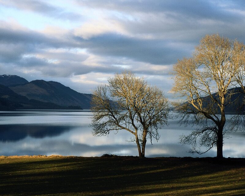 Trees by a lake at dusk