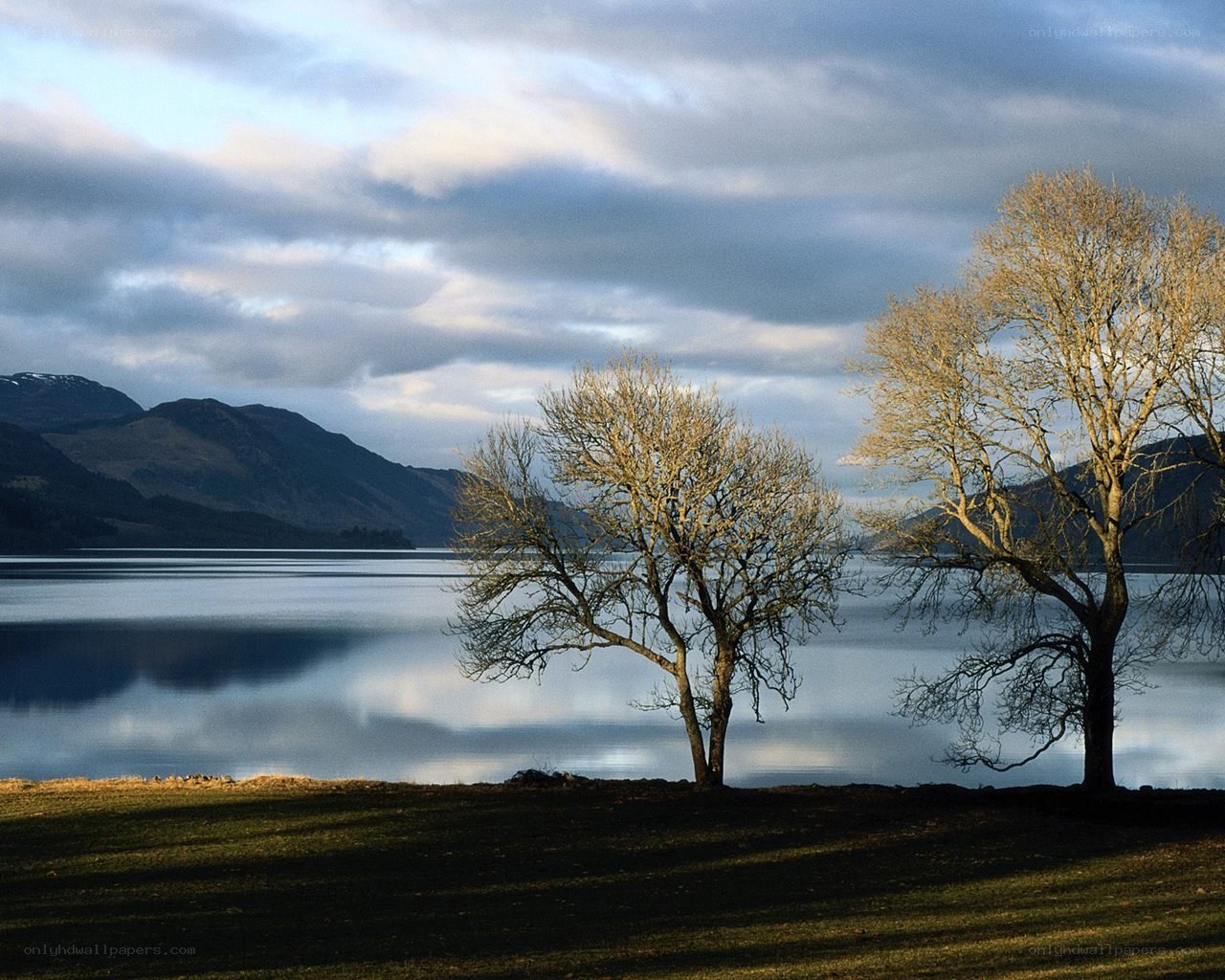 Trees by a lake at dusk