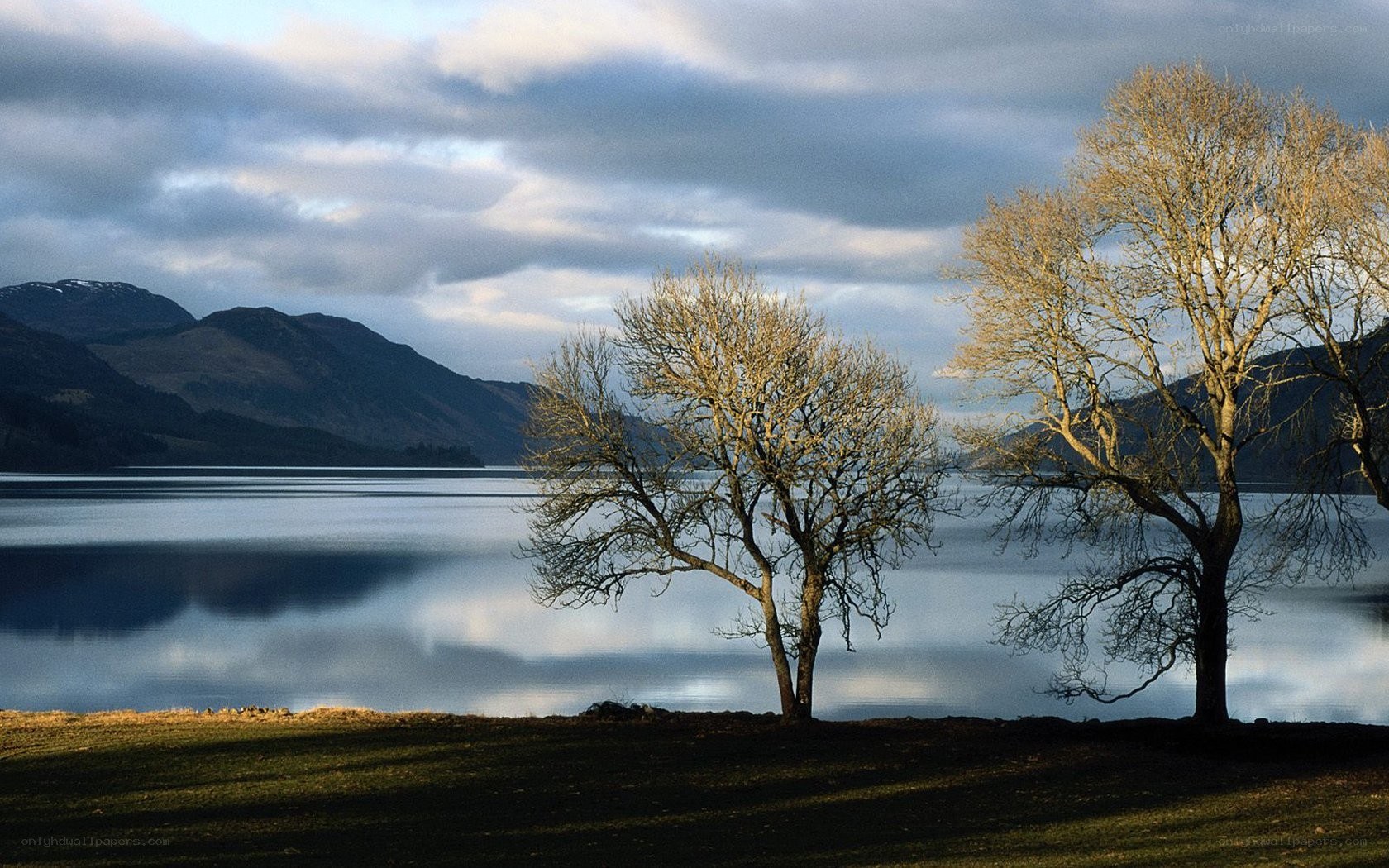 Trees by a lake at dusk
