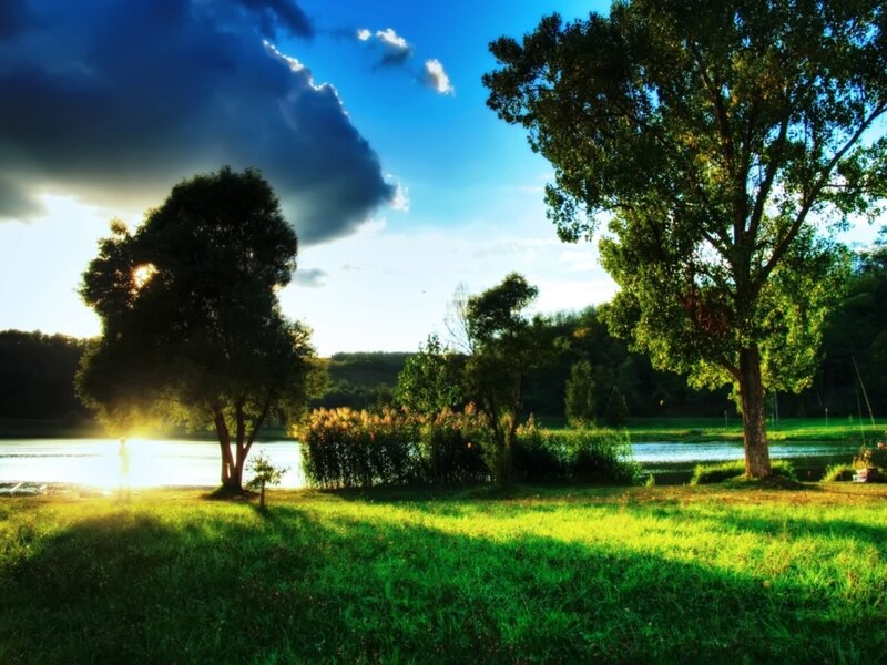 Trees by a Lake at Sunset — Green