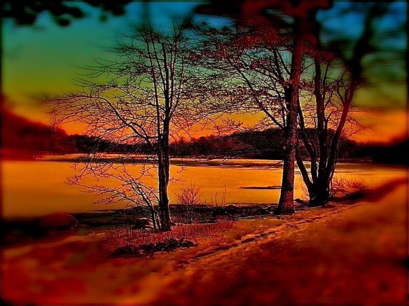 Trees by a Lake at Sunset — Orange