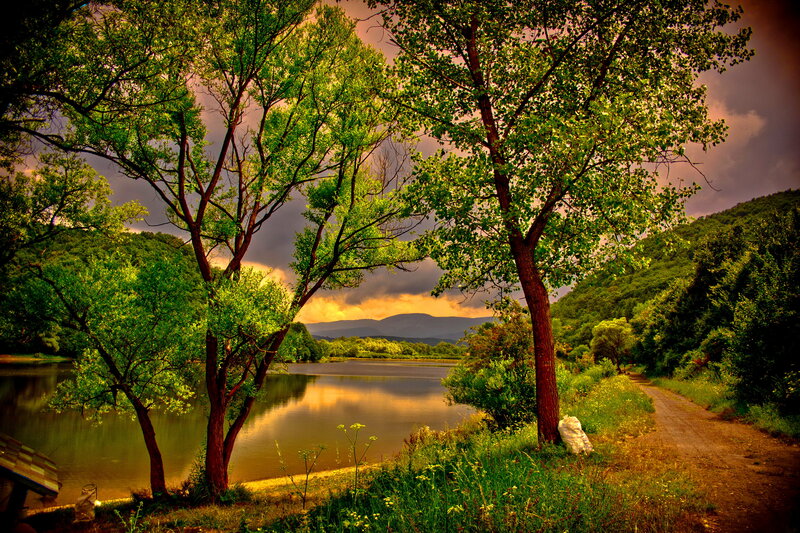 Trees by a Lake — Green, Dramatic