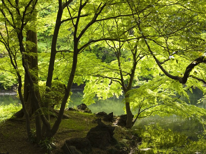 Trees by a Lake — Green, Serene, Afternoon, Photograph, Rocks
