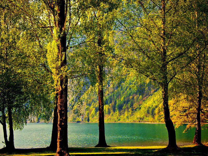 Trees by a Lake — Green, Serene, Afternoon