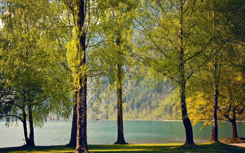 Trees by a Lake — Green, Serene, Spring, Photograph, Mountain
