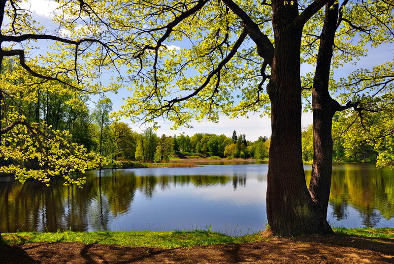 Trees by a Lake — Green, Serene, Spring, Photograph, Sky