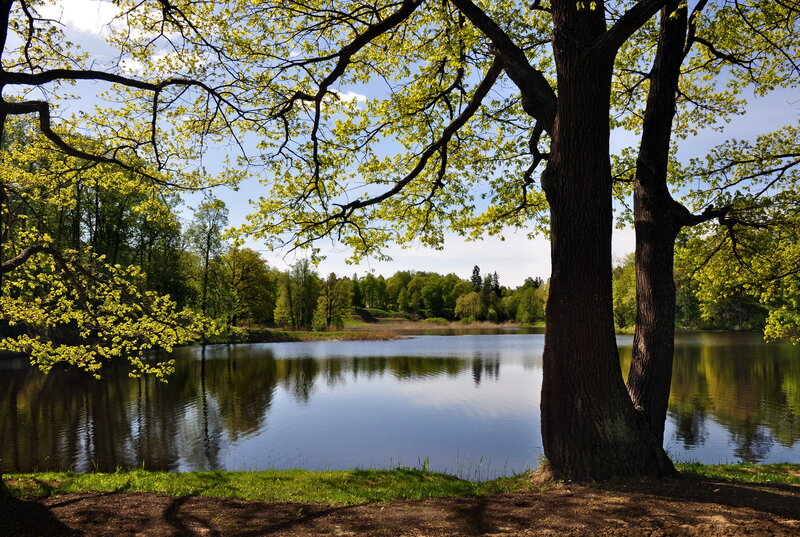 Trees by a Lake — Green, Serene