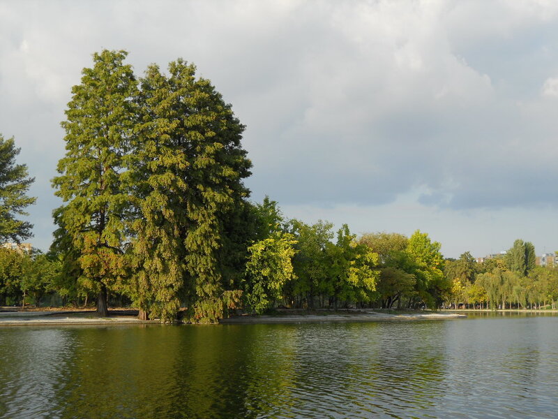 Trees by a lake in a park