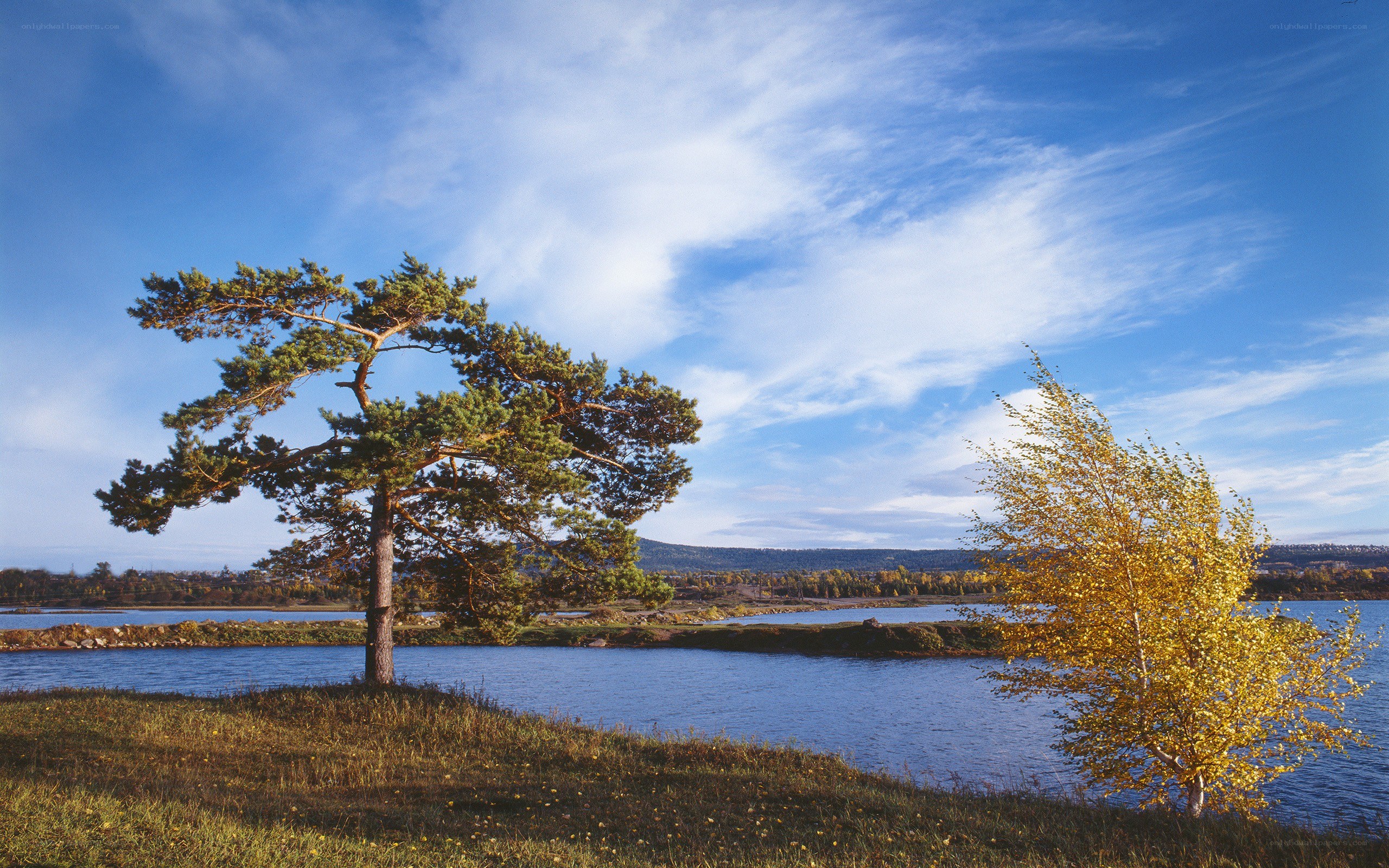 Trees by a lake in autumn
