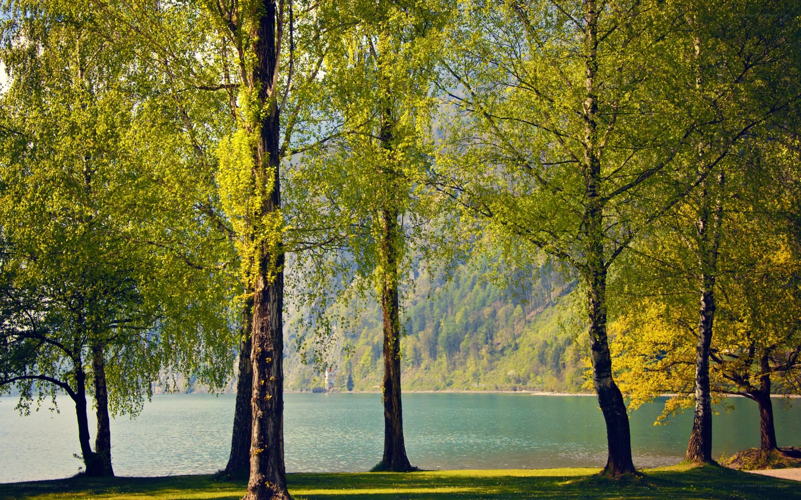 Trees by a lake in spring