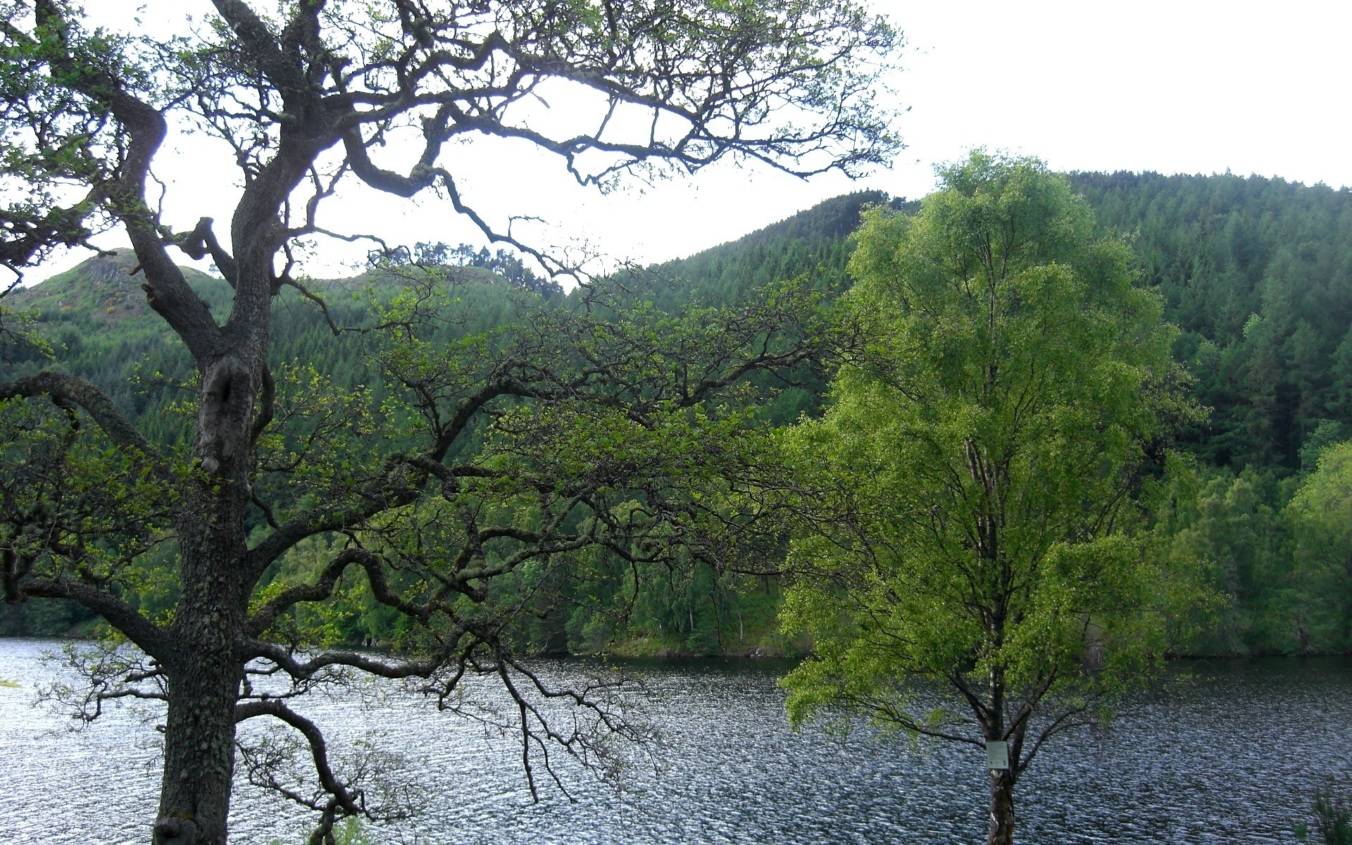 Trees by a lake in the forest