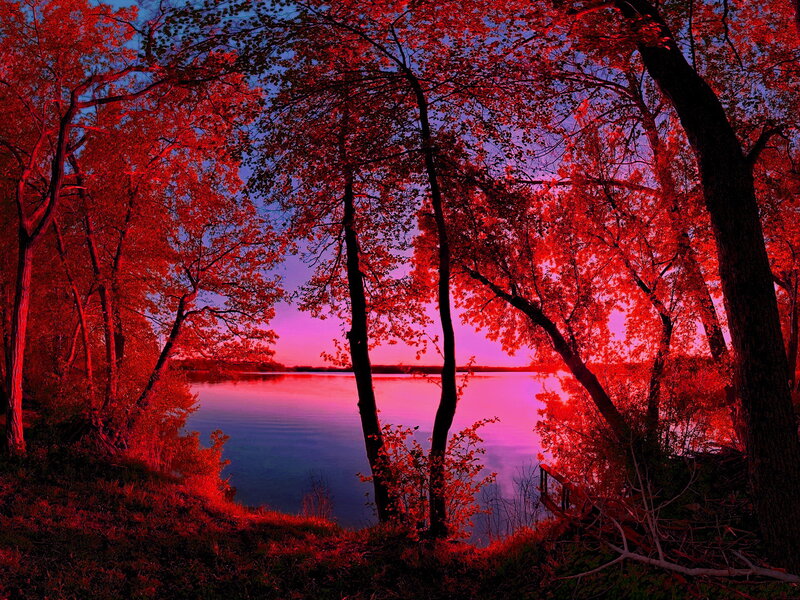 Trees by a Lake — Red