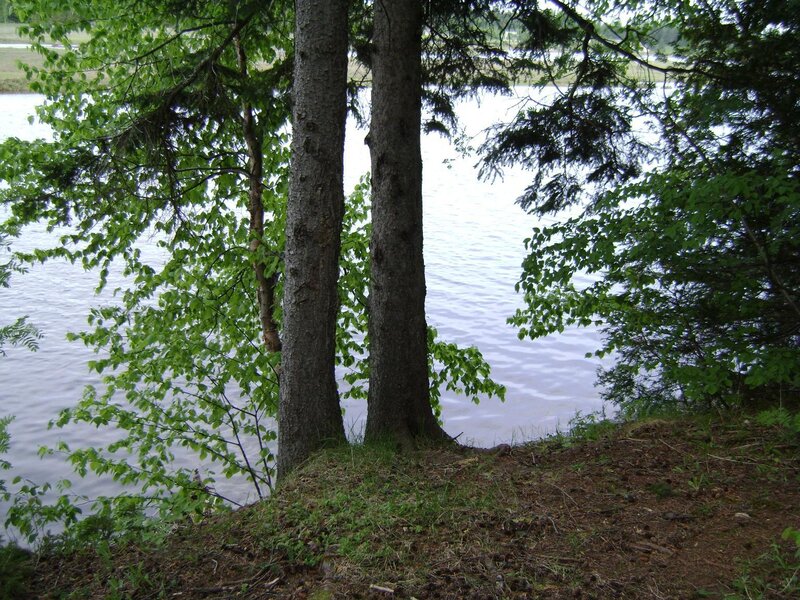 Trees by a lake shore