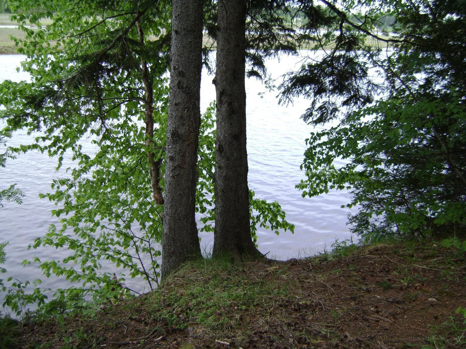 Trees by a lake shore