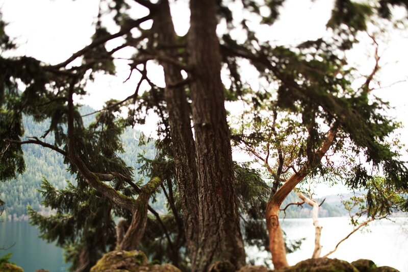 Trees by a lake