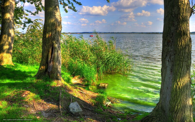 Trees by a lake with green water