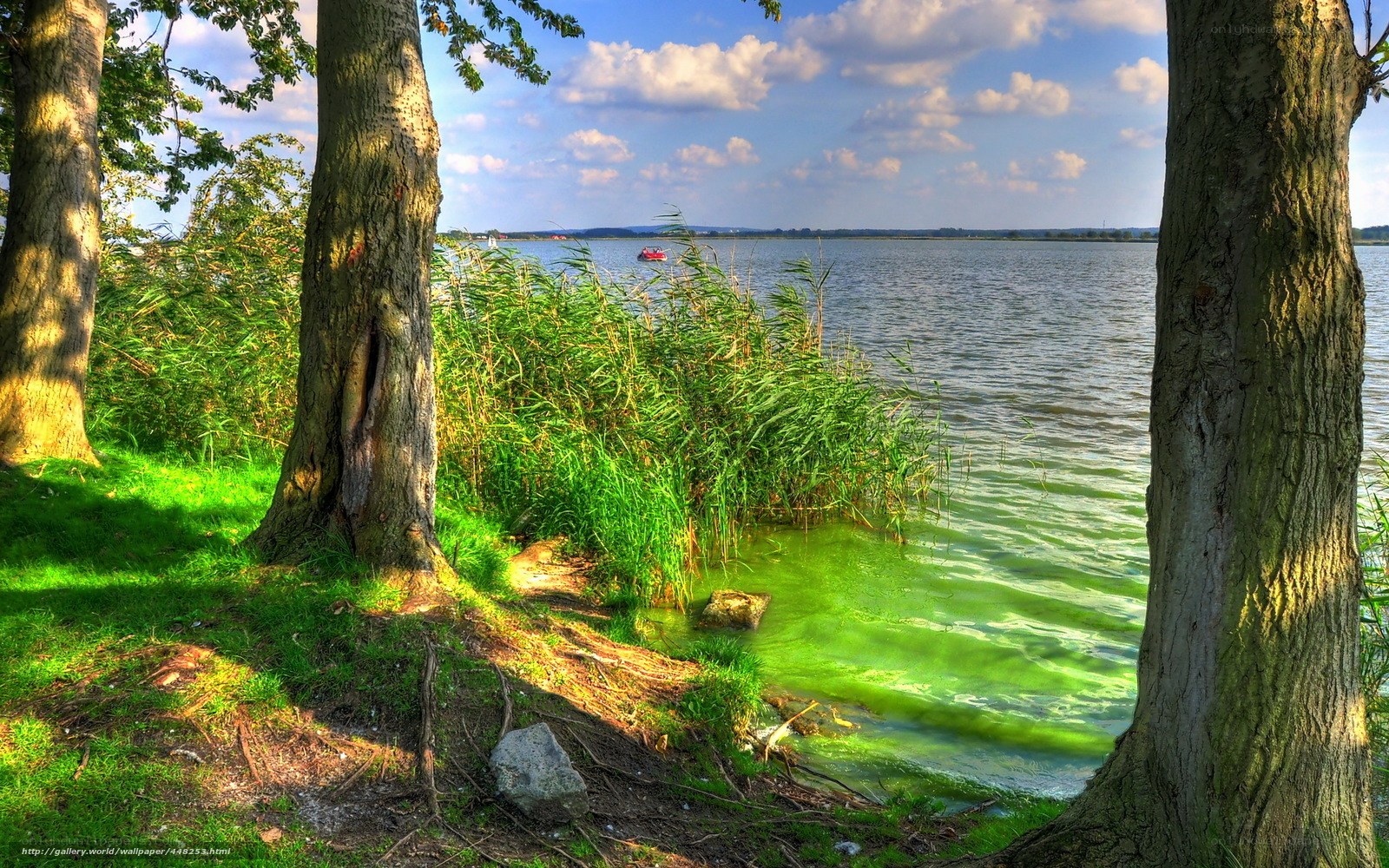 Trees by a lake with green water