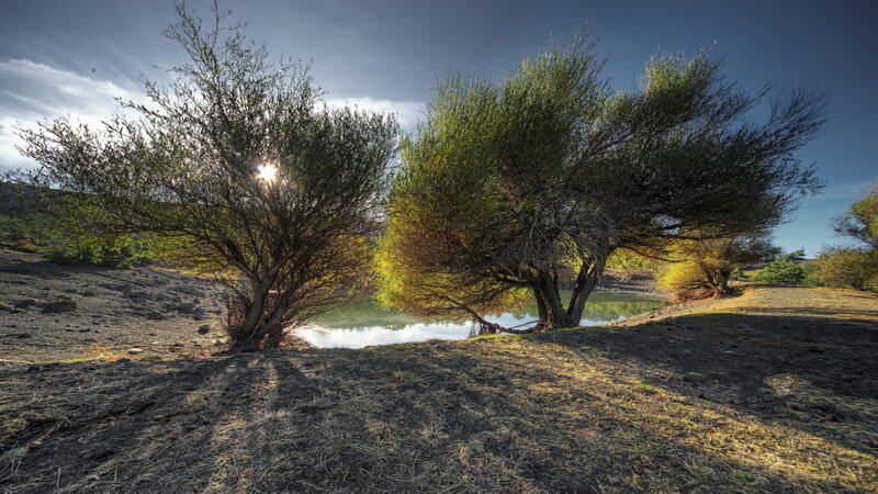 Trees by a Pond — Green, Serene, Afternoon