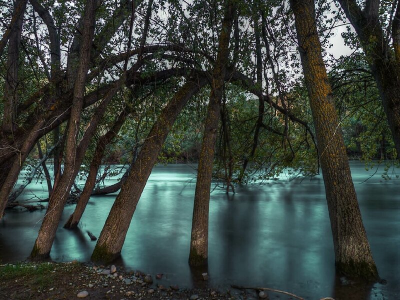 Trees by a river at dusk