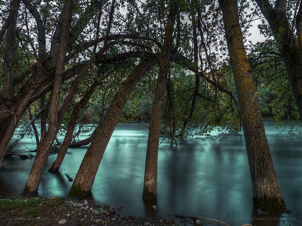 Trees by a river at dusk
