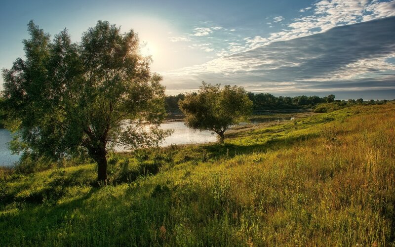 Trees by a River — Green, Serene