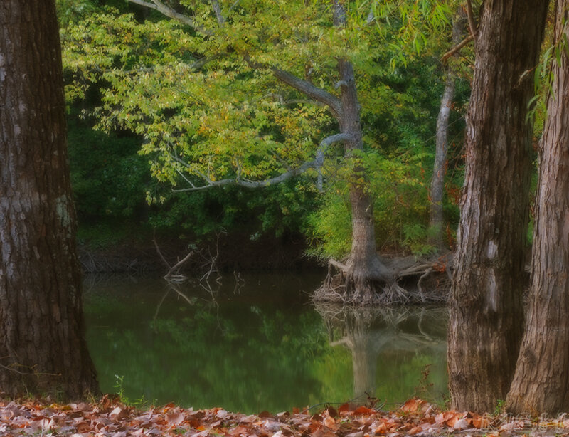 Trees by a River — Green
