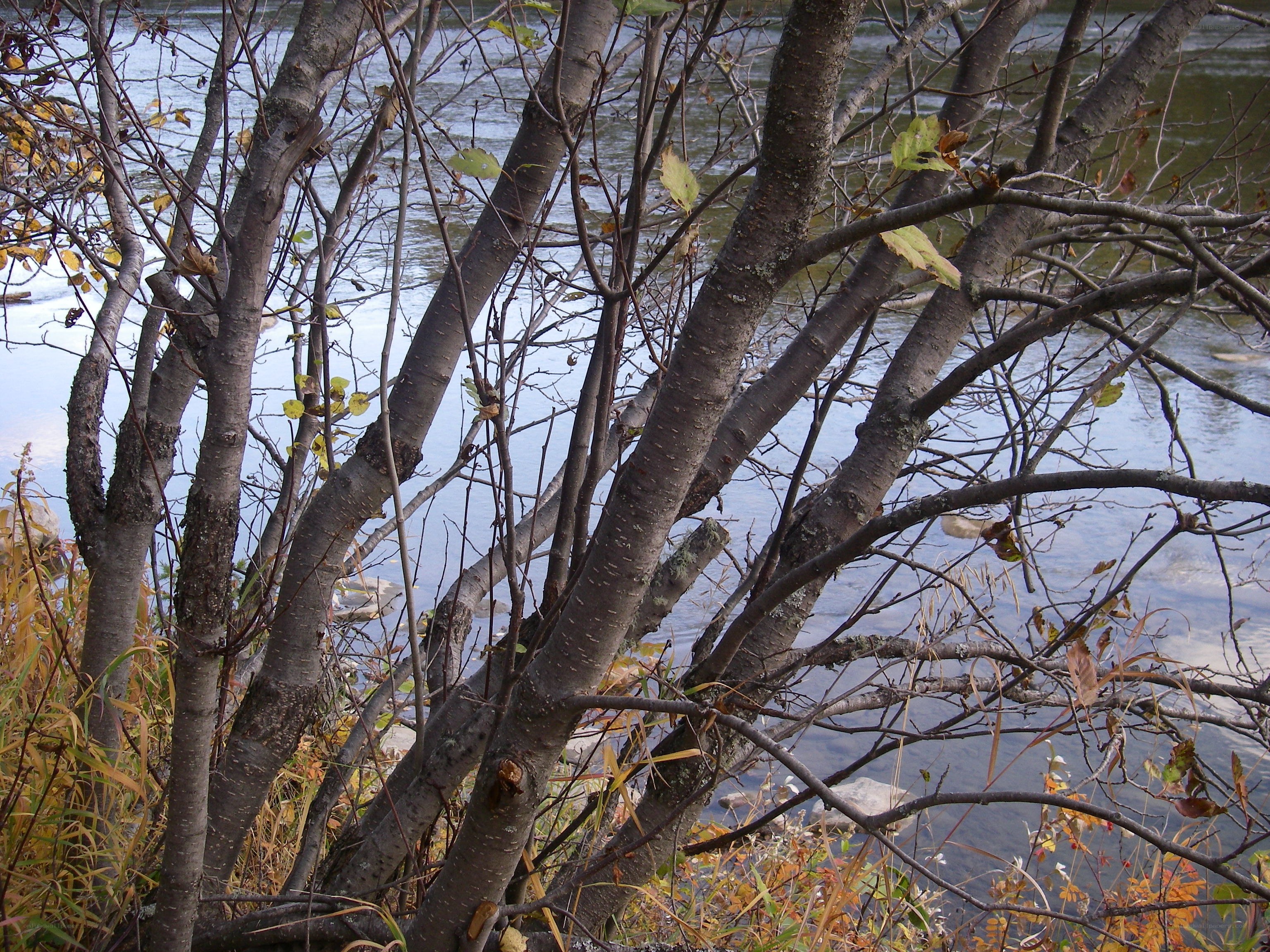Trees by a river in autumn