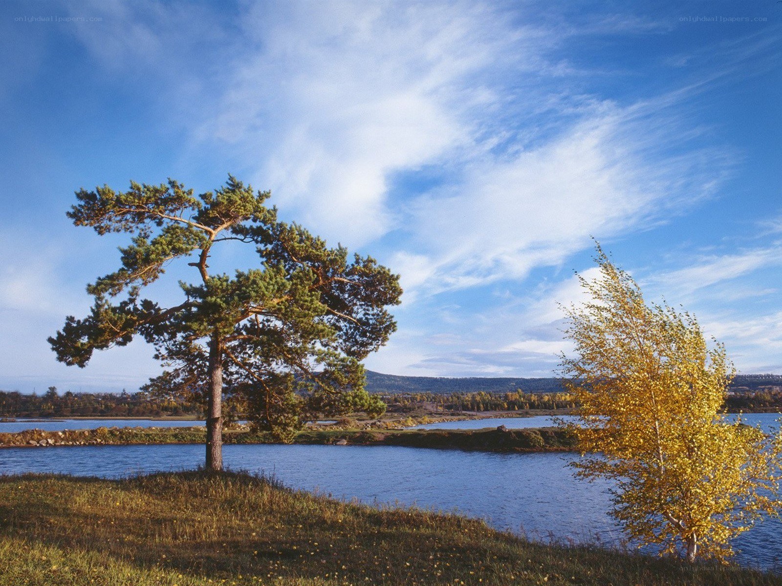 Trees by a river in autumn