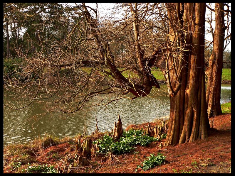Trees by a riverbank