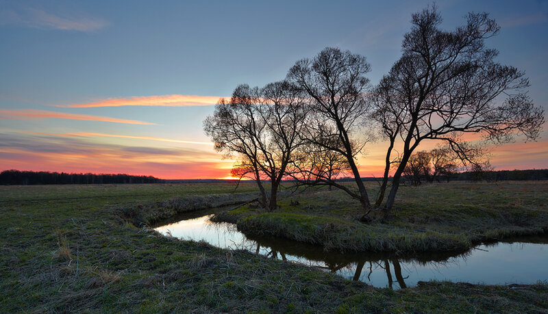 Trees by a Stream