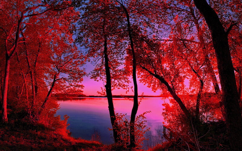 Trees by Lake at Dusk