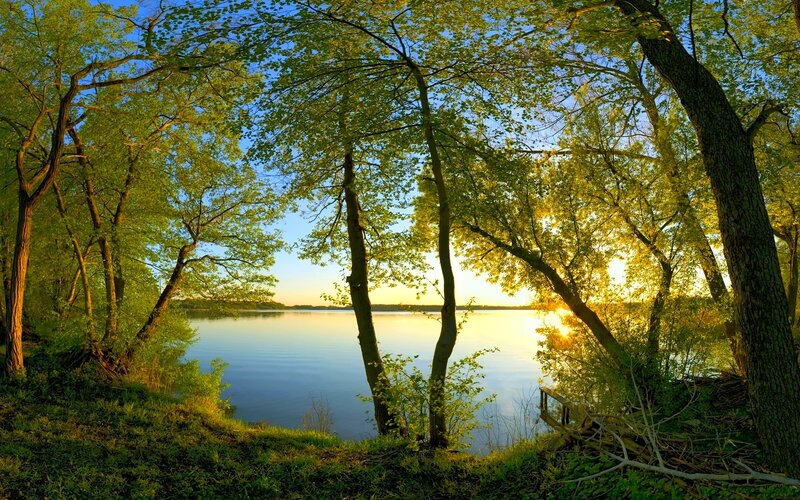 Trees by Lake at Sunset — Green, Serene