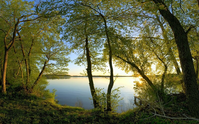 Trees by Lake at Sunset — Green