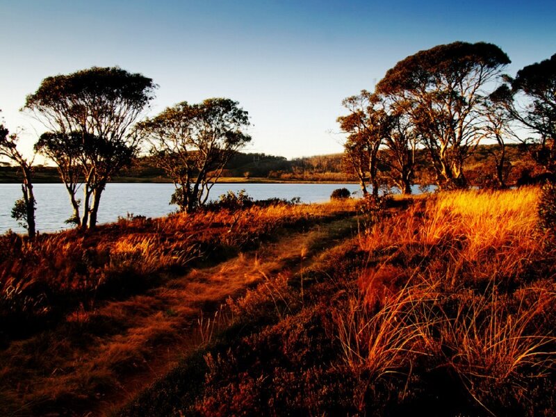 Trees by Lake at Sunset — Orange