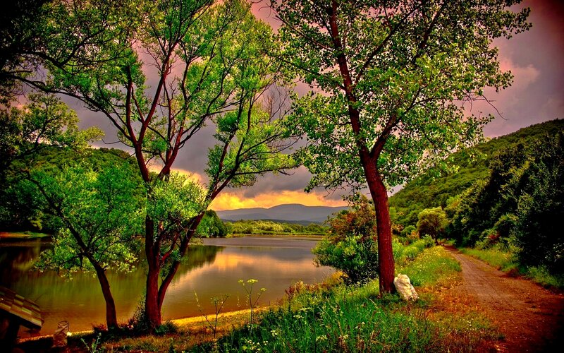 Trees by Lake at Sunset