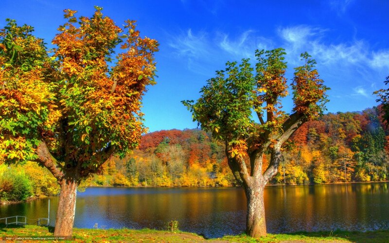 Trees by Lake in Autumn — Blue