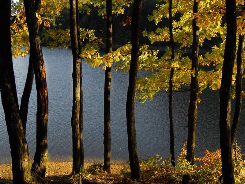 Trees by Lake in Autumn