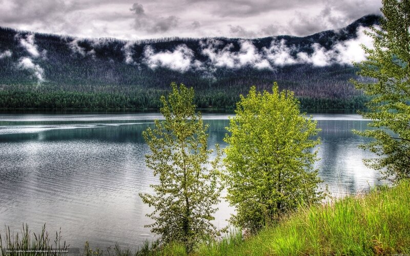 Trees by Lake in Mountains
