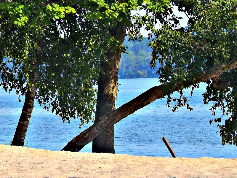Trees by Lake Shore — Blue, Serene