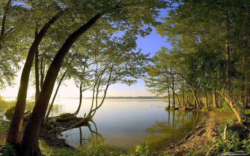 Trees by Lake Shore — Green, Serene, Morning, Photograph, Sky, Reflection, Blue, Brown