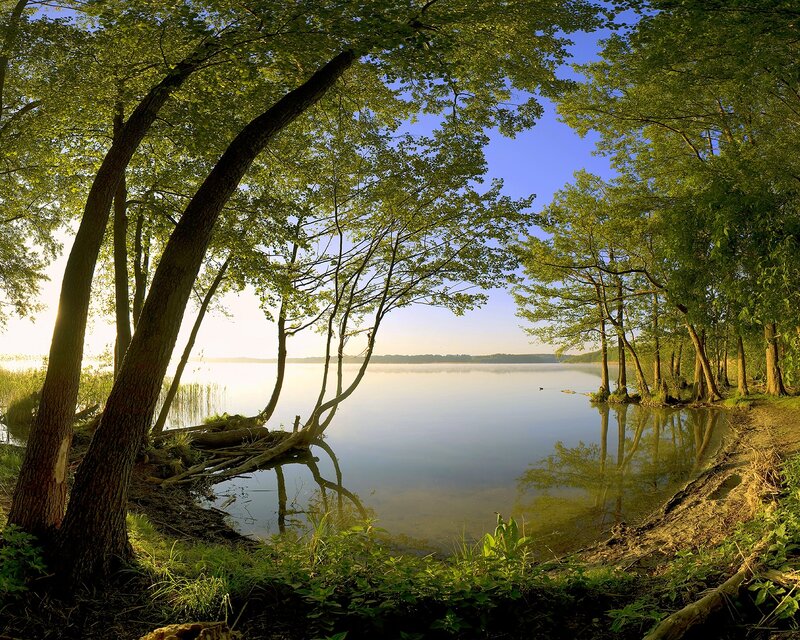 Trees by Lake Shore — Green, Serene, Morning, Photograph, Sky