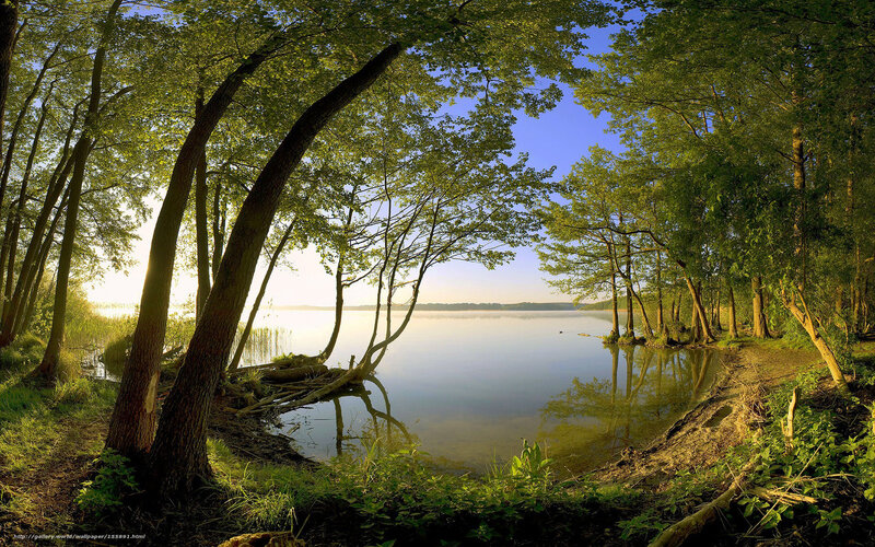 Trees by Lake Shore — Green, Serene, Morning, Photograph