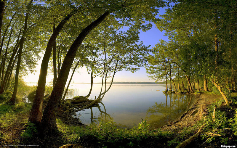 Trees by Lake Shore — Green, Serene, Morning