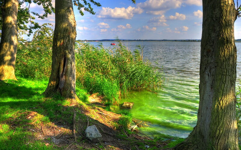 Trees by Lake Shore — Green, Serene