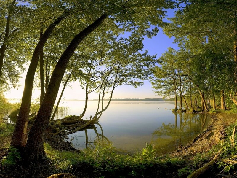 Trees by Lake Shore — Morning